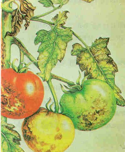 Domateste mildiyö hastalığının belirtisi.